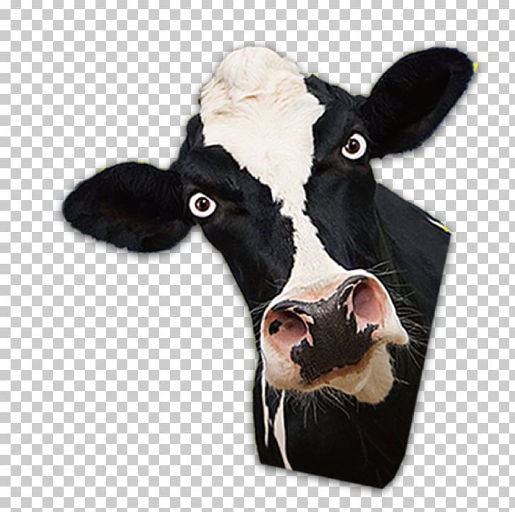 Dairy Cattle Bull PNG, Clipart, Animals, Cabeza, Calf, Cattle, Cattle Like Mammal Free PNG Download