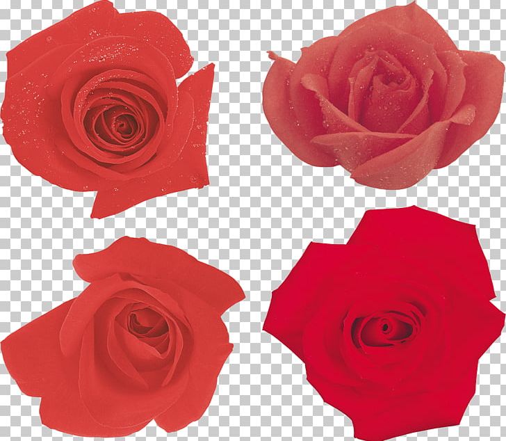 Garden Roses Paper Ornamental Plant Fashion PNG, Clipart, Cut Flowers, Fashion, Flower, Flowering Plant, Flowers Free PNG Download