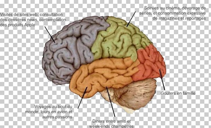 Agy Human Brain Nervous System Neuropsychology PNG, Clipart, Agy, Alzheimer, Brain, Cerebral Cortex, Corps Free PNG Download