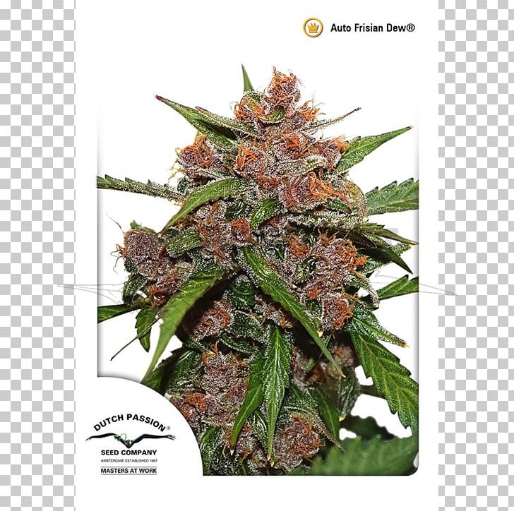 Autoflowering Cannabis Frisians Dutch Netherlands Cannabis Cultivation PNG, Clipart, Autoflowering Cannabis, Cannabis, Cannabis Cultivation, Dutch, Dutch People Free PNG Download