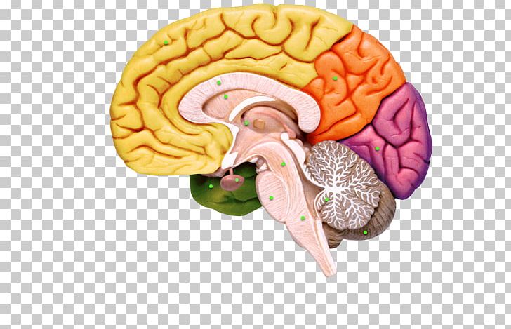Human Brain Nervous System Human Anatomy PNG, Clipart, Anatomy, Brain, Brain Tumor, Central Nervous System, Cerebral Hemisphere Free PNG Download