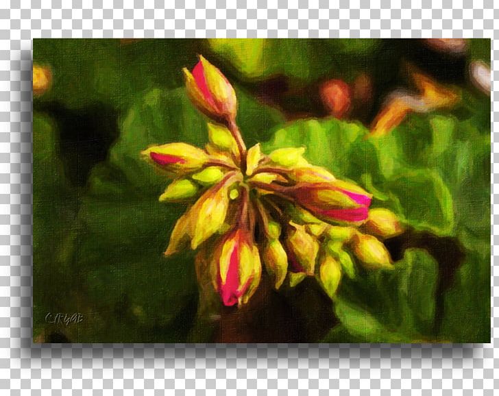 Leaf Bud Petal Wildflower PNG, Clipart, Bud, Flora, Flower, Heart Beat, Leaf Free PNG Download