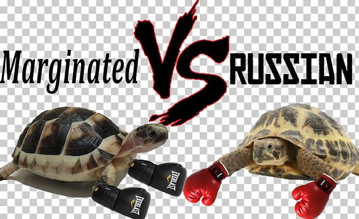 Box Turtles Marginated Tortoise Russian Tortoise Hermann's Tortoise PNG, Clipart,  Free PNG Download