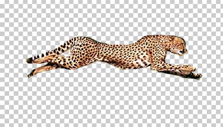 Cheetah Conservation Fund Leopard Jaguar Fauna PNG, Clipart, Animal, Animal Figure, Animals, Big Cats, Carnivoran Free PNG Download