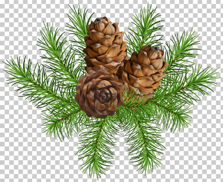 Pine Conifer Cone PNG, Clipart, Branch, Christmas, Christmas Clipart, Christmas Decoration, Christmas Ornament Free PNG Download