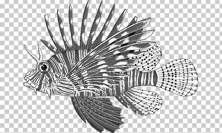 Red Lionfish Orange Beach Invasive Species Animal PNG, Clipart, Alabama, Animal, Aquatic Animal, Black And White, Color Free PNG Download