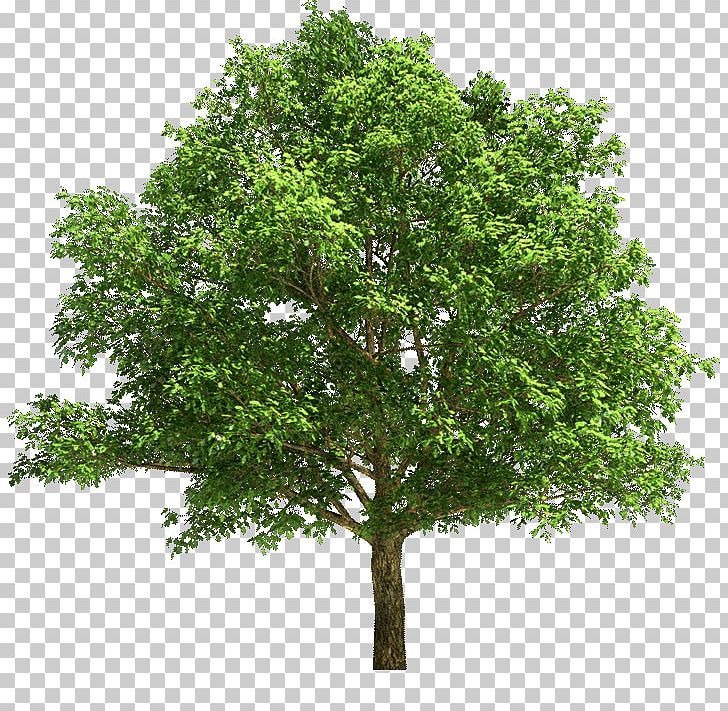 Stock Photography Tree Maple Oak PNG, Clipart, Branch, Can Stock Photo, Community Tree Services, Depositphotos, Evergreen Free PNG Download