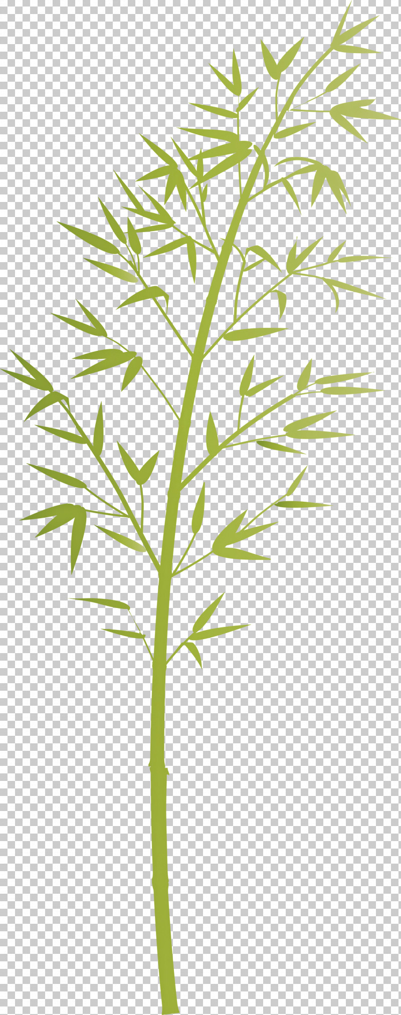 Bamboo Leaf PNG, Clipart, Bamboo, Flower, Grass, Grass Family, Herb Free PNG Download