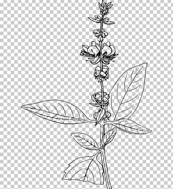 African Blue Basil Pesto Drawing Holy Basil PNG, Clipart, African Blue Basil, American, Basil, Black And White, Branch Free PNG Download