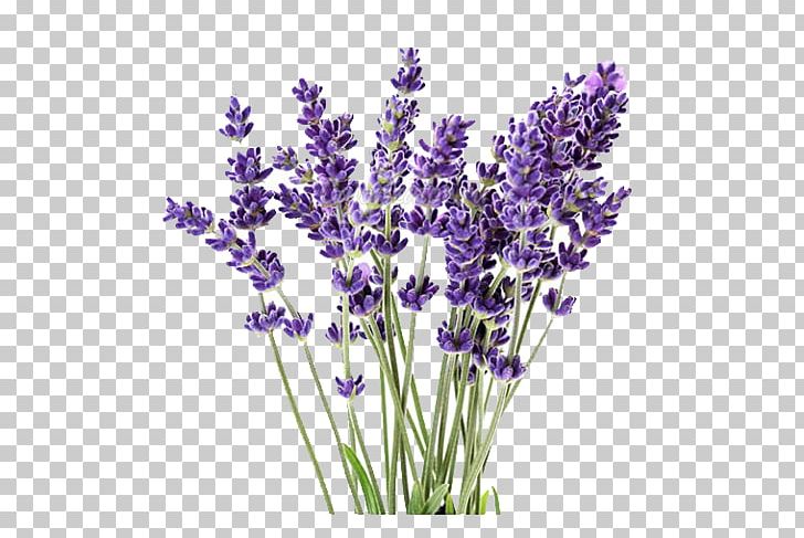English Lavender Lavandula Latifolia Lavender Oil Plant French Lavender PNG, Clipart, Aloe Vera, Cut Flowers, English Lavender, Essential Oil, Flower Free PNG Download