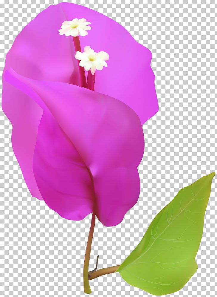 Flower PNG, Clipart, Arum, Cherry Blossom, Clip Art, Clipart, Computer Icons Free PNG Download