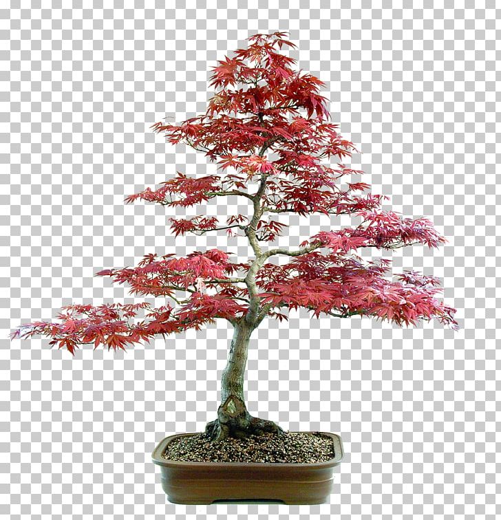 Spruce Sageretia Theezans Fir Tree Bonsai PNG, Clipart, Bonsai, Christmas Decoration, Christmas Ornament, Christmas Tree, Conifer Free PNG Download