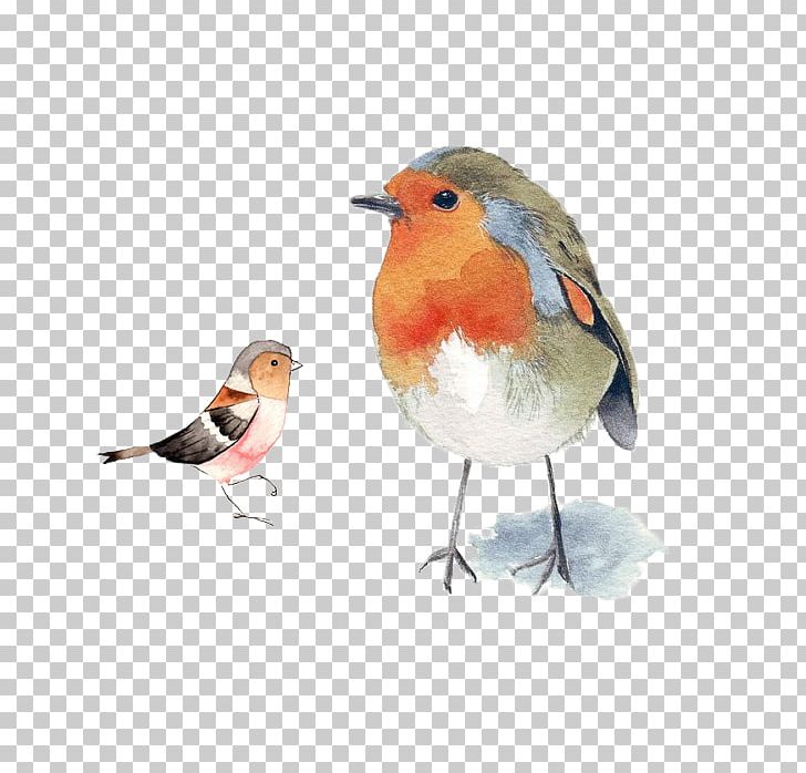 Bird European Robin Watercolor Painting Drawing PNG, Clipart, Animal, Animals, Art, Beak, Bird Cage Free PNG Download