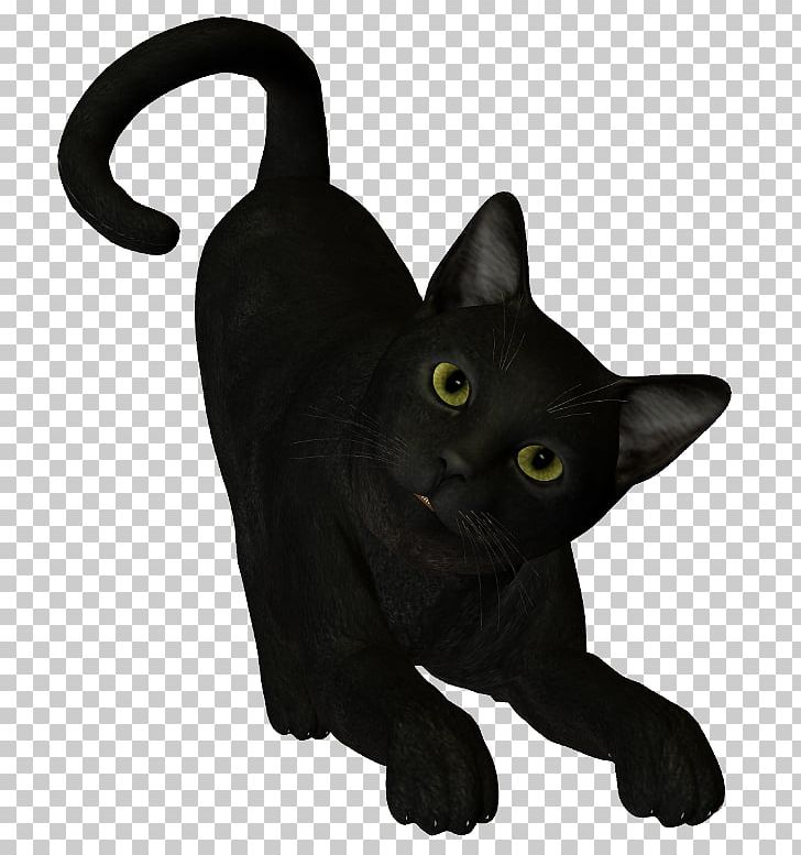 Black Cat Bombay Cat Korat Burmese Cat Whiskers PNG, Clipart, Asian, Black Cat, Bombay, Bombay Cat, Burmese Free PNG Download