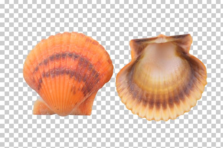 Cockle Seashell Pecten Venus Comb Murex Conchology PNG, Clipart, Animals, Clam, Clams Oysters Mussels And Scallops, Cockle, Color Free PNG Download