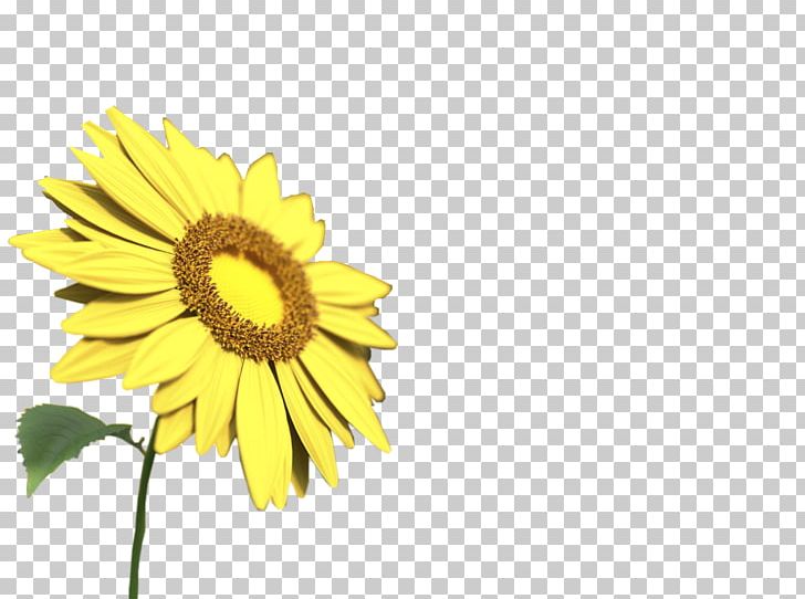 Common Sunflower Sunflower Yellow PNG, Clipart, Christmas Decoration, Computer, Computer Wallpaper, Daisy Family, Decorative Free PNG Download
