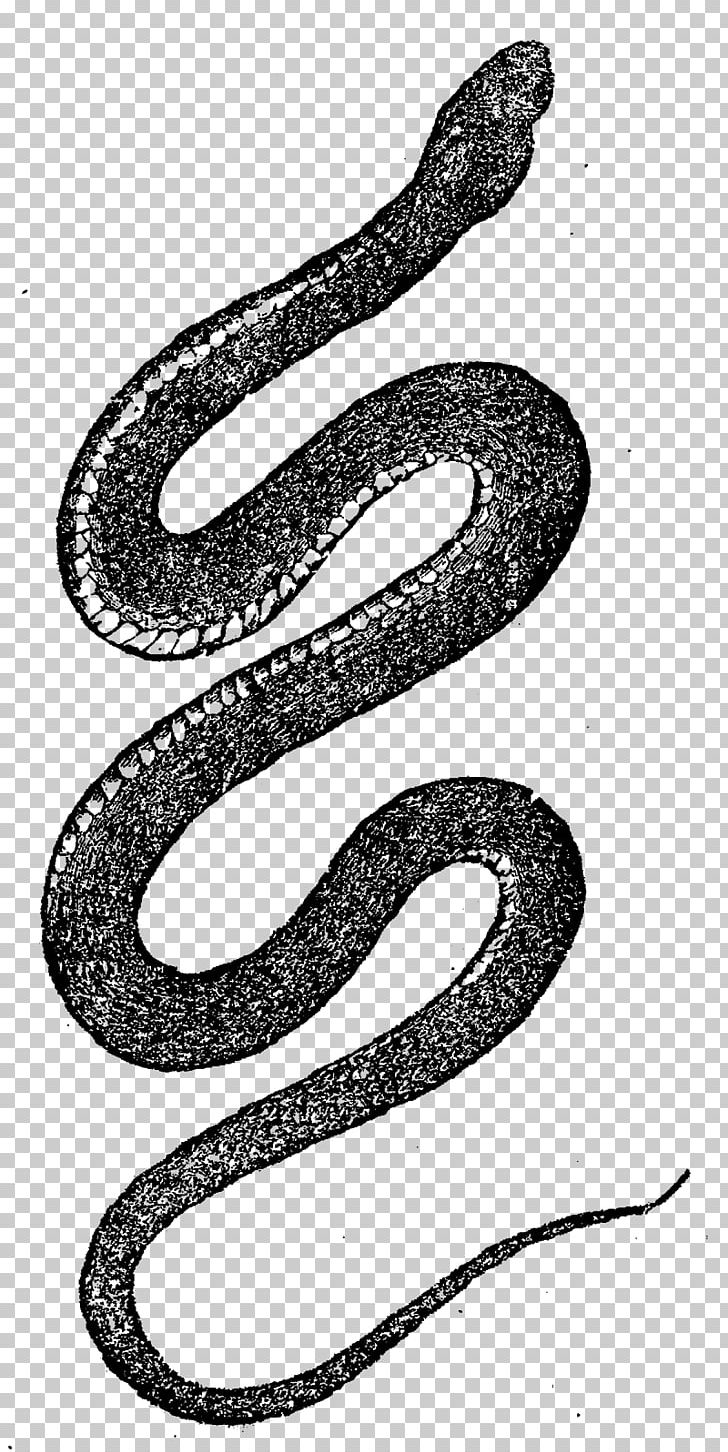 Corn Snake Reptile Rattlesnake Vipers PNG, Clipart, Animals, Black And White, Black Rat Snake, Boa Constrictor, Boas Free PNG Download