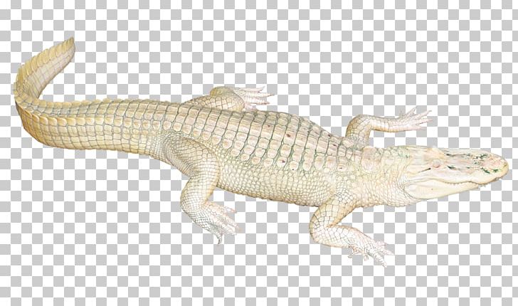 Lizard Crocodile Fauna Terrestrial Animal PNG, Clipart, Alligator, Animal, Animals, Box Turtle, Common Snapping Turtle Free PNG Download