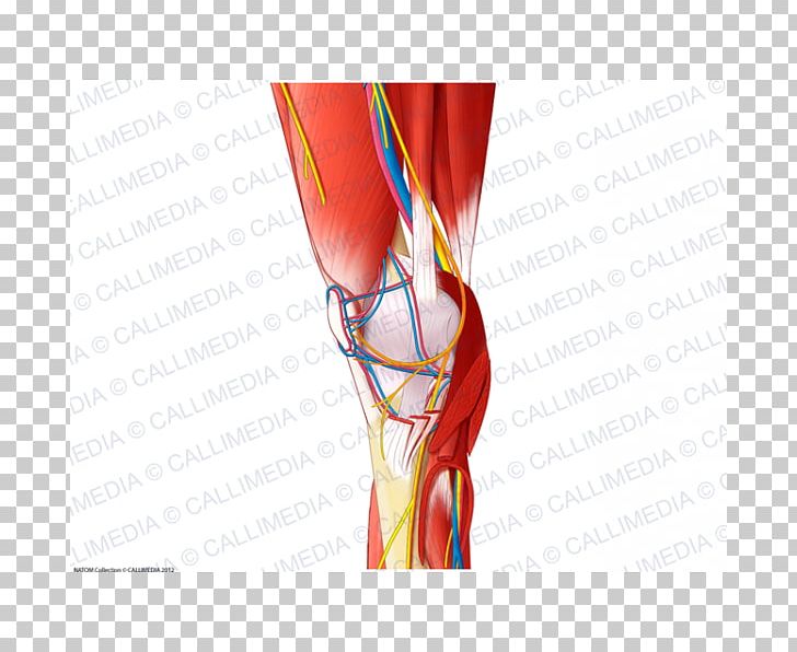 Shoulder Knee Blood Vessel Muscle Nerve PNG, Clipart, Arm, Blood Vessel, Blood Vessels, Hand, Human Anatomy Free PNG Download