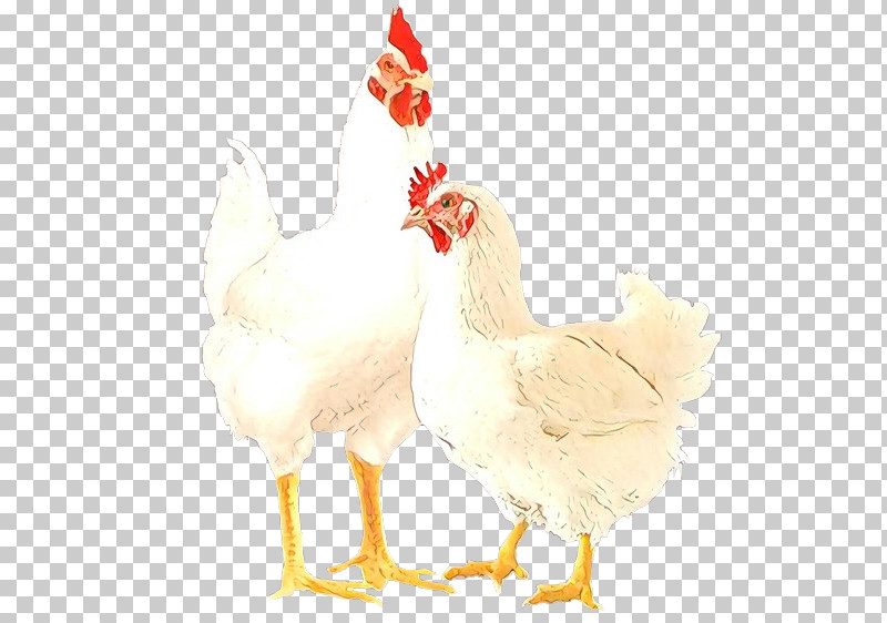 Chicken Bird Rooster Comb Beak PNG, Clipart, Beak, Bird, Chicken, Comb, Fowl Free PNG Download