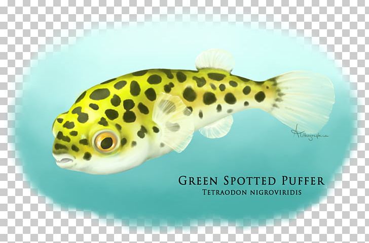 Fugu Dichotomyctere Nigroviridis Fahaka Pufferfish Green Spotted Puffer Aquarium PNG, Clipart, Aquarium, Demersal Fish, Fauna, Fish, Fugu Free PNG Download