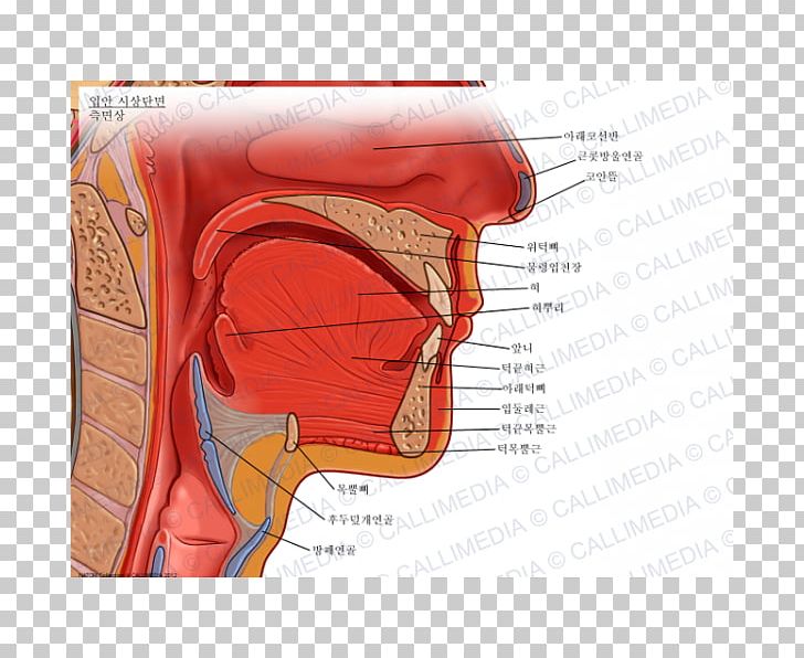 Human Mouth Soft Palate Anatomy Tongue PNG, Clipart, Anatomy, Blood Vessel, Cheek, Chin, Ear Free PNG Download