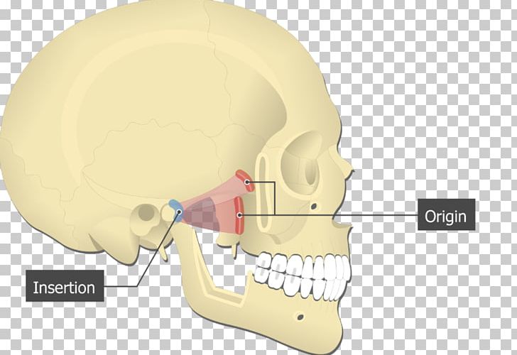 Lateral Pterygoid Muscle Medial Pterygoid Muscle Origin And Insertion Muscles Of Mastication Pterygoid Processes Of The Sphenoid PNG, Clipart, Attachment, Bone, Chin, Ear, Greater Wing Of Sphenoid Bone Free PNG Download