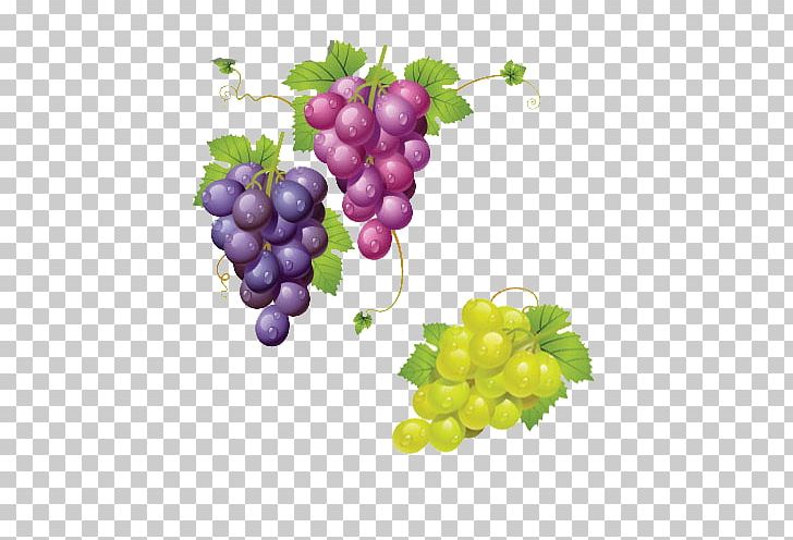 Wine Grapevines PNG, Clipart, Eat, Flowering Plant, Food, Fruit, Fruit Nut Free PNG Download