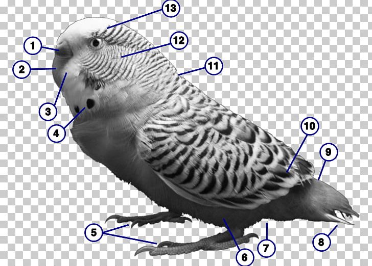 Budgerigar Bird Cockatiel Parakeet Parrot PNG, Clipart, Animals, Beak, Bird, Budgerigar, Budgie Free PNG Download