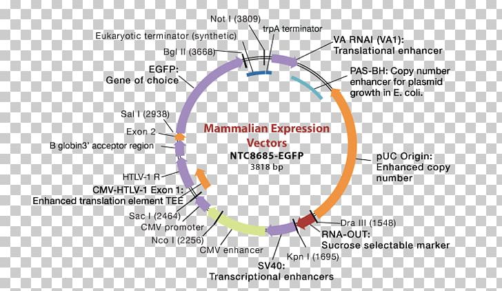 Expression Cloning Plasmid Gene Expression PNG, Clipart, Area, Art, Bacteria, Cell, Circle Free PNG Download