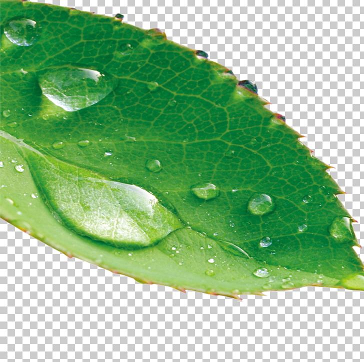 Leaf Drop Dew PNG, Clipart, Autumn Leaf, Dew, Drop, Elements, Encapsulated Postscript Free PNG Download