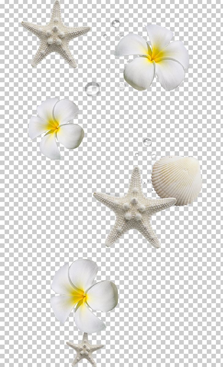 Sea Vacation Summer Beach PNG, Clipart, Amusement Park, Beach, Cut Flowers, Exotic, Exotic Flowers Free PNG Download