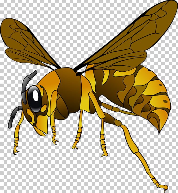 Vespa Simillima Bee Insect European Hornet PNG, Clipart, Arthropod, Bee, Clipart, Clip Art, Download Free PNG Download