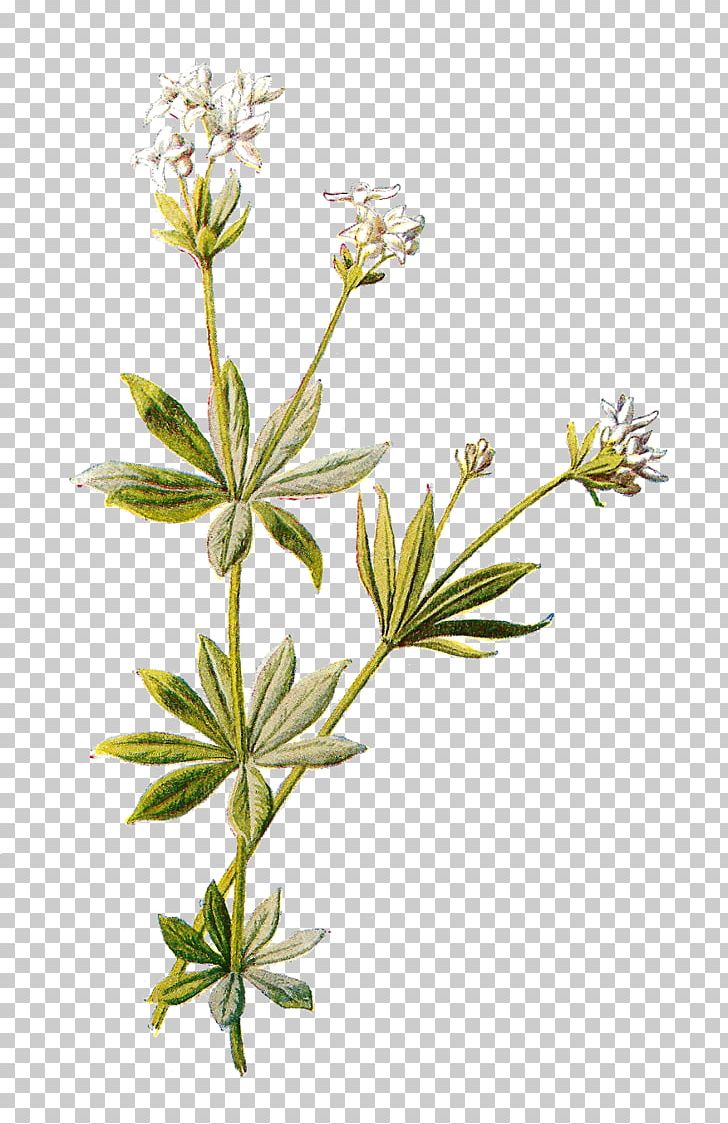 British Ferns Botany Botanical Illustration Printmaking Printing PNG, Clipart, Art, Black Cumin, Botanical Illustration, Botanical Name, Botany Free PNG Download