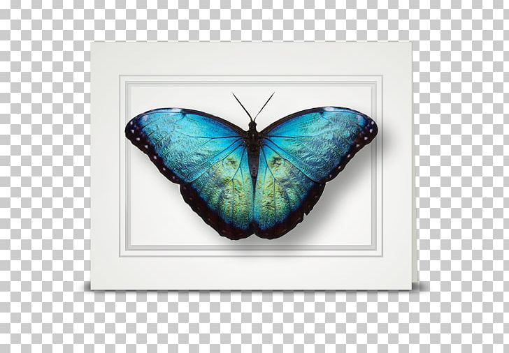Butterfly Insect Morpho Peleides Morpho Menelaus Morpho Polyphemus PNG, Clipart, Blue, Brush Footed Butterfly, Butterflies And Moths, Butterfly, Insect Free PNG Download