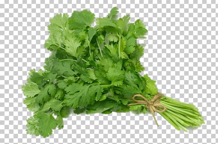 Coriander Salsa Chutney Herb Mexican Cuisine PNG, Clipart, Apiaceae, Chutney, Condiment, Coriander, Coriandrum Free PNG Download