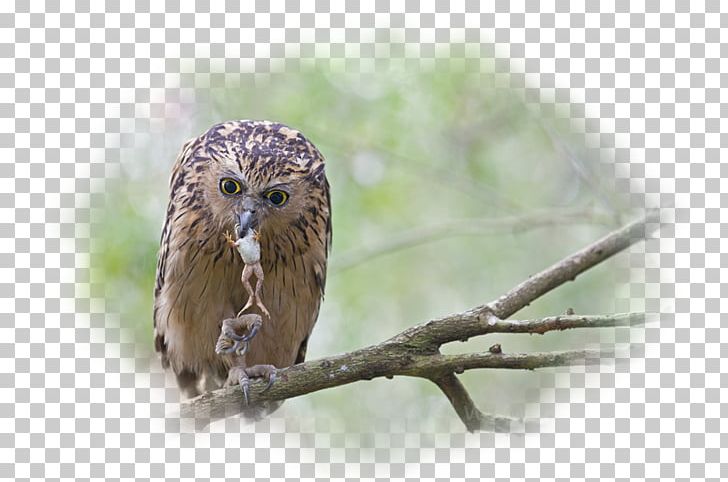 Eurasian Eagle-owl Bird Desktop Desktop Metaphor PNG, Clipart, Animal, Animals, Beak, Bird, Bird Of Prey Free PNG Download