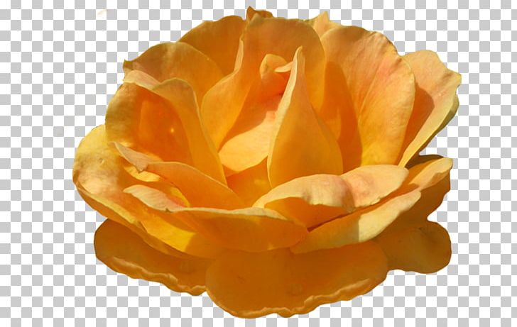 Garden Roses Orange PNG, Clipart, Blog, Color, Flower, Fruit Nut, Garden Roses Free PNG Download