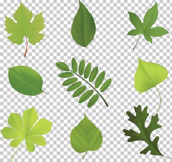 Leaf Encapsulated PostScript Tree PNG, Clipart, Art, Autumn Leaf Color, Banana Leaves, Branch, Cdr Free PNG Download