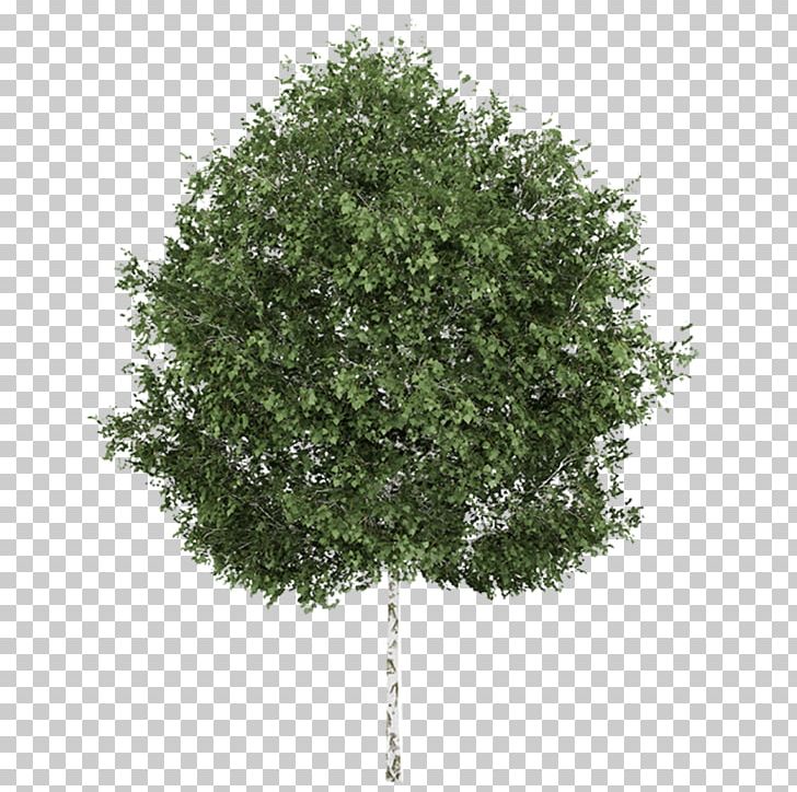 Silver Birch Tree Quaking Aspen Deciduous PNG, Clipart, Aspen, Betula, Betula Pendula, Birch, Birch Family Free PNG Download