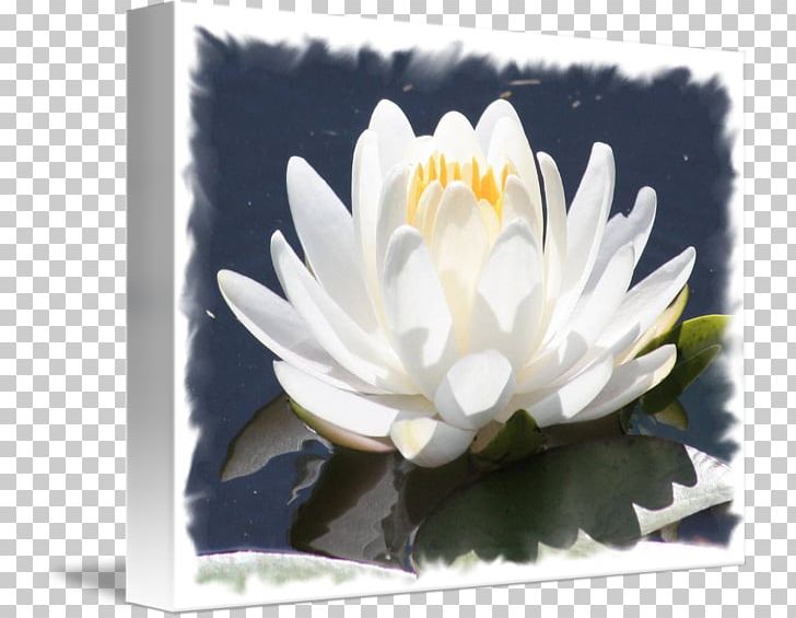 Water Lilies Aquatic Plants Flower White PNG, Clipart, Aquatic Plant, Aquatic Plants, Art, Black And White, Computer Free PNG Download