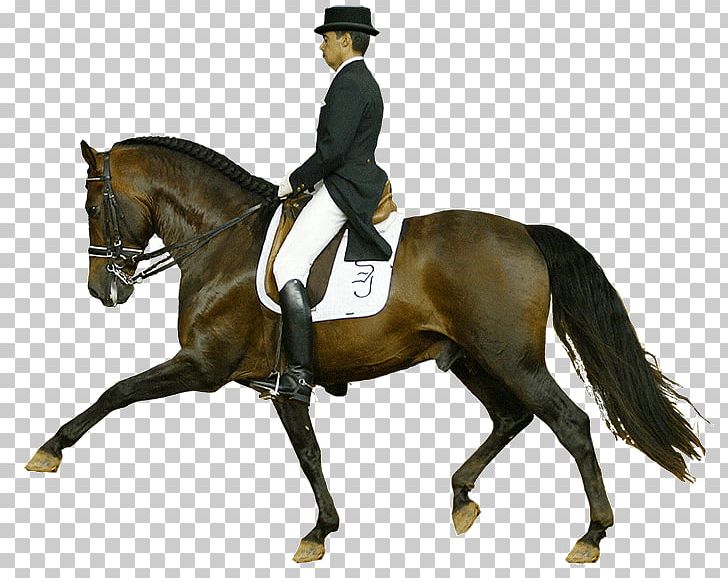 Hunt Seat Dressage Stallion Rein Andalusian Horse PNG, Clipart, Animal Sports, Animal Training, Bridle, Caballos, Dressage Free PNG Download