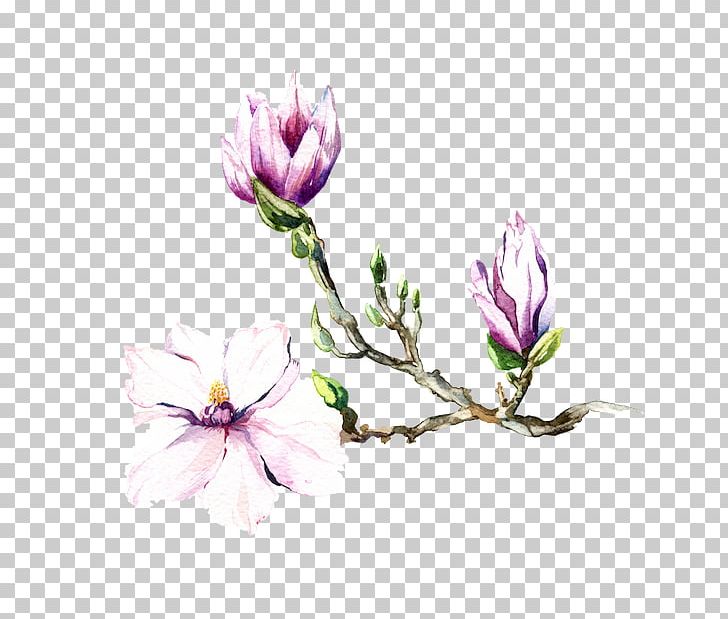 Magnolia Watercolor Painting Art PNG, Clipart, Art, Blossom, Branch, Bud, Drawing Free PNG Download