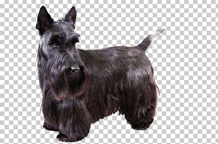Scottish Terrier West Highland White Terrier Skye Terrier Smooth Fox Terrier PNG, Clipart, American Kennel Club, Animal, Animals, Australian Silky Terrier, Breed Free PNG Download