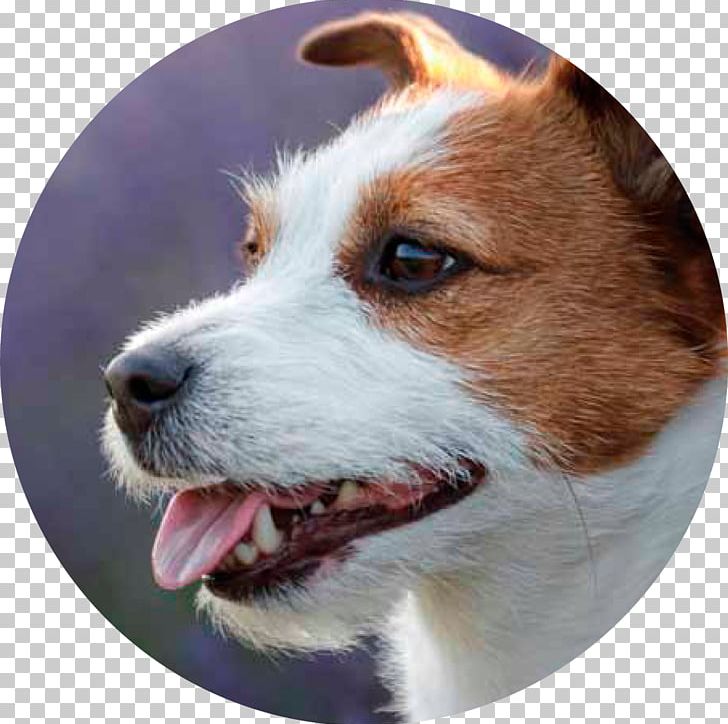 Dog Food Puppy Dog Breed Pet Food PNG, Clipart, Animals, Carnivoran, Companion Dog, Dog, Dog Breed Free PNG Download