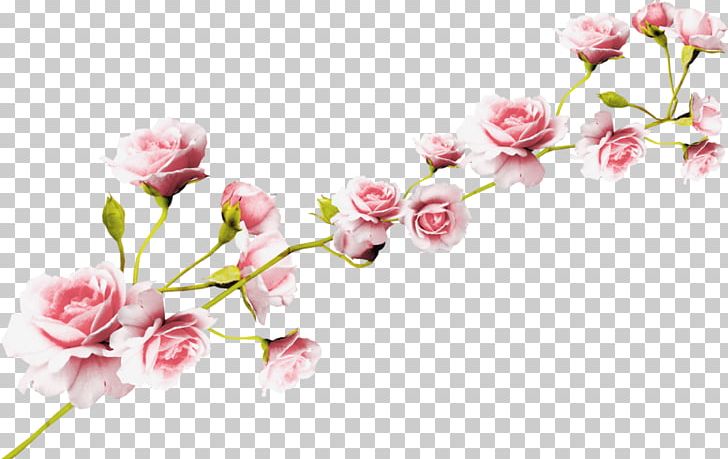 Rose Flower Pink PNG, Clipart, Audio Video Interleave, Blossom, Branch, Cherry Blossom, Clip Art Free PNG Download