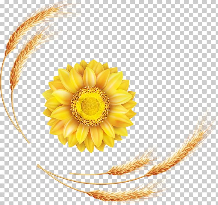 Common Sunflower Euclidean PNG, Clipart, Adobe Illustrator, Cartoon, Cartoon Character, Cartoon Eyes, Cartoons Free PNG Download