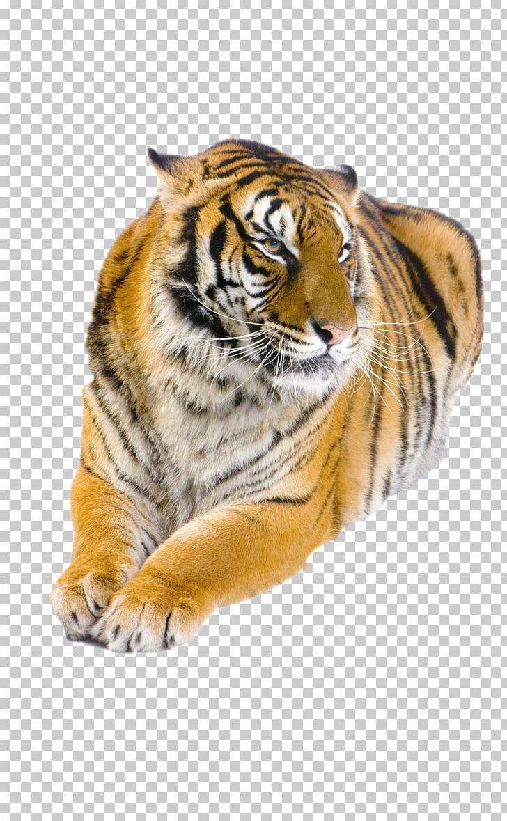 Felidae Bengal Tiger Siberian Tiger White Tiger Golden Tiger PNG, Clipart, Animal, Bengal Tiger, Big Cats, C 51, Carnivoran Free PNG Download