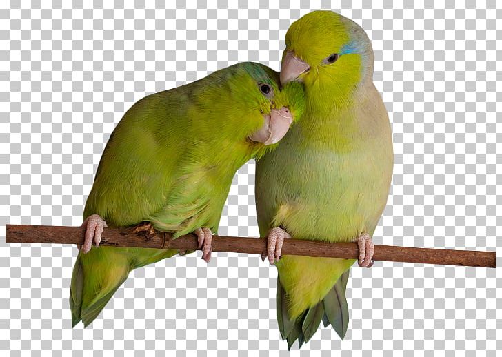 Lovebird Parakeet Feather Beak PNG, Clipart,  Free PNG Download