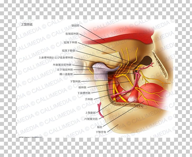 Mandibular Nerve Mandible Inferior Alveolar Nerve Mylohyoid Muscle PNG, Clipart, Anatomy, Ear, Inferior Alveolar Nerve, Infraorbital Nerve, Jaw Free PNG Download